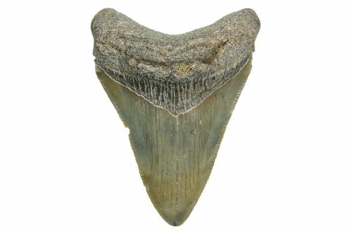 Serrated, Juvenile Megalodon Tooth - South Carolina #370039